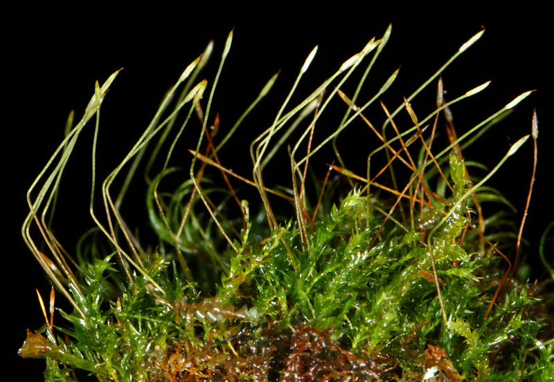Tetraphis geniculata